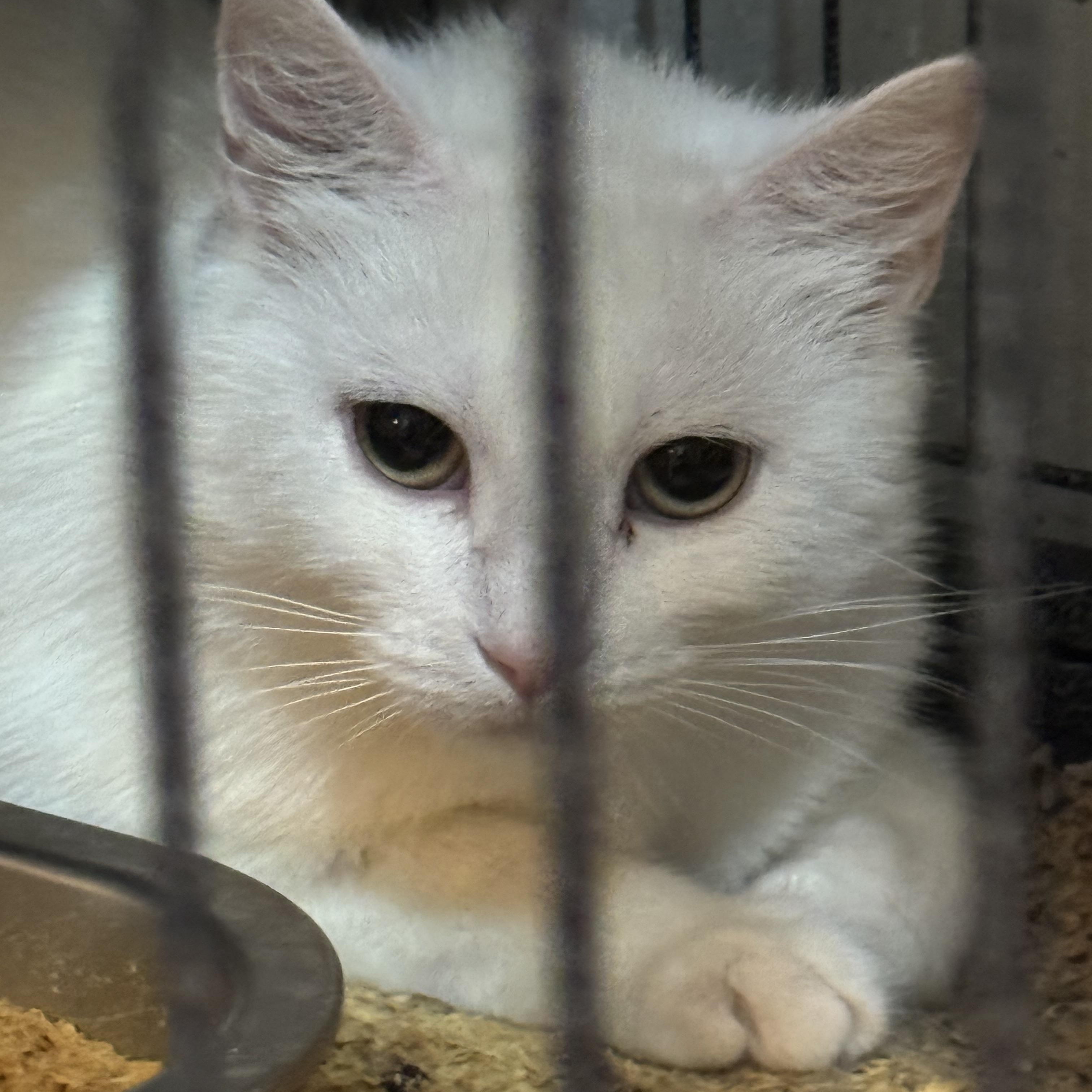 Enlarge Bunnie and Clyde, a ADOPTABLE Domestic Short Hair in Lees Summit, MO image 3/4