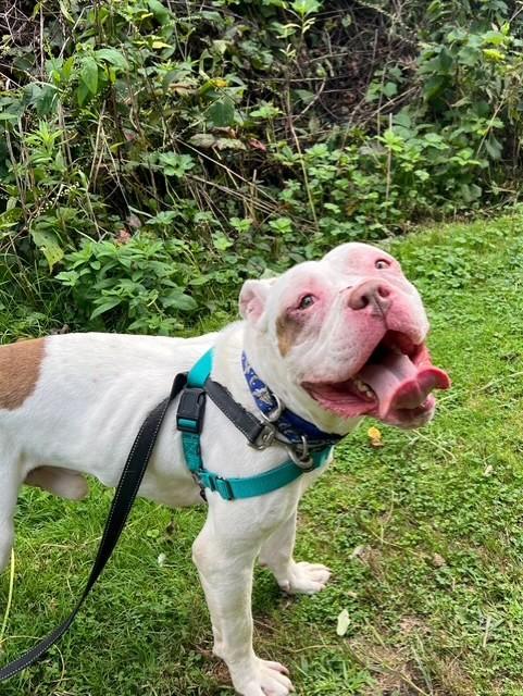 Petey, Adopted, Adult Male American Bulldog & Mixed Breed.
