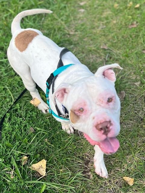 Enlarge Petey, a Adopted mixed breed in Montour Falls, NY image 2/2
