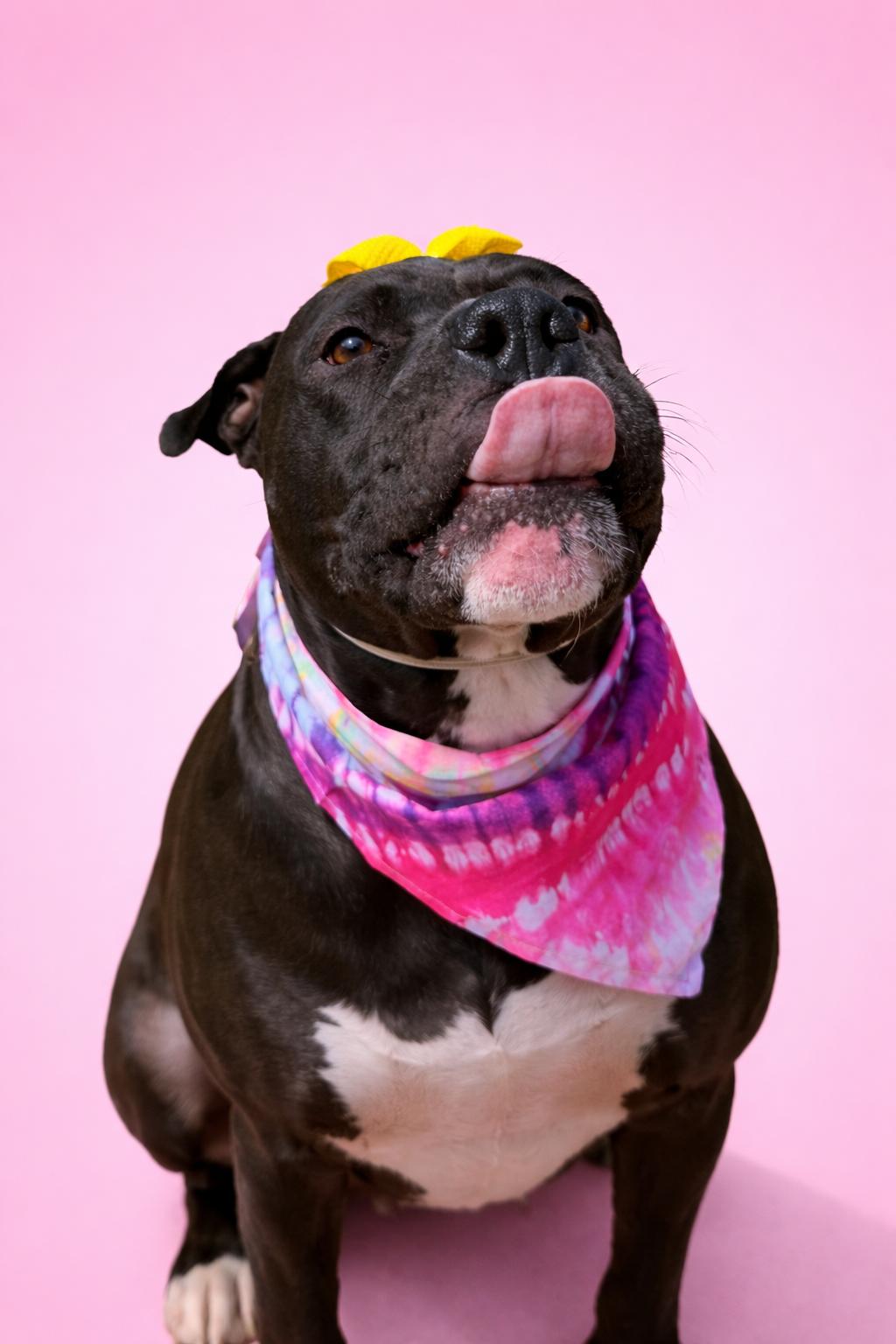 Enlarge Jaimie, an adopted Staffordshire Bull Terrier in georgetown, KY image 3/6