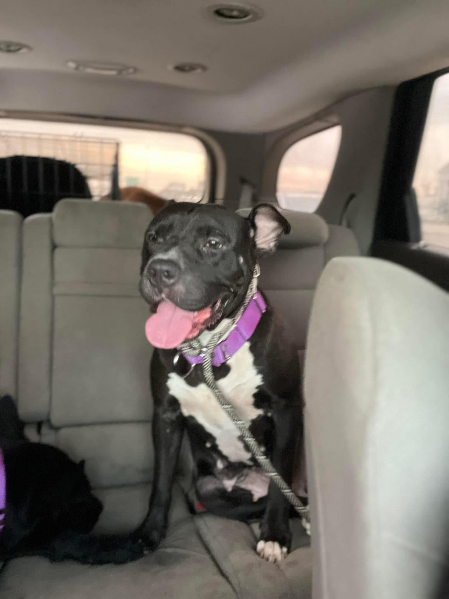 Enlarge Jaimie, an adopted Staffordshire Bull Terrier in georgetown, KY image 4/6