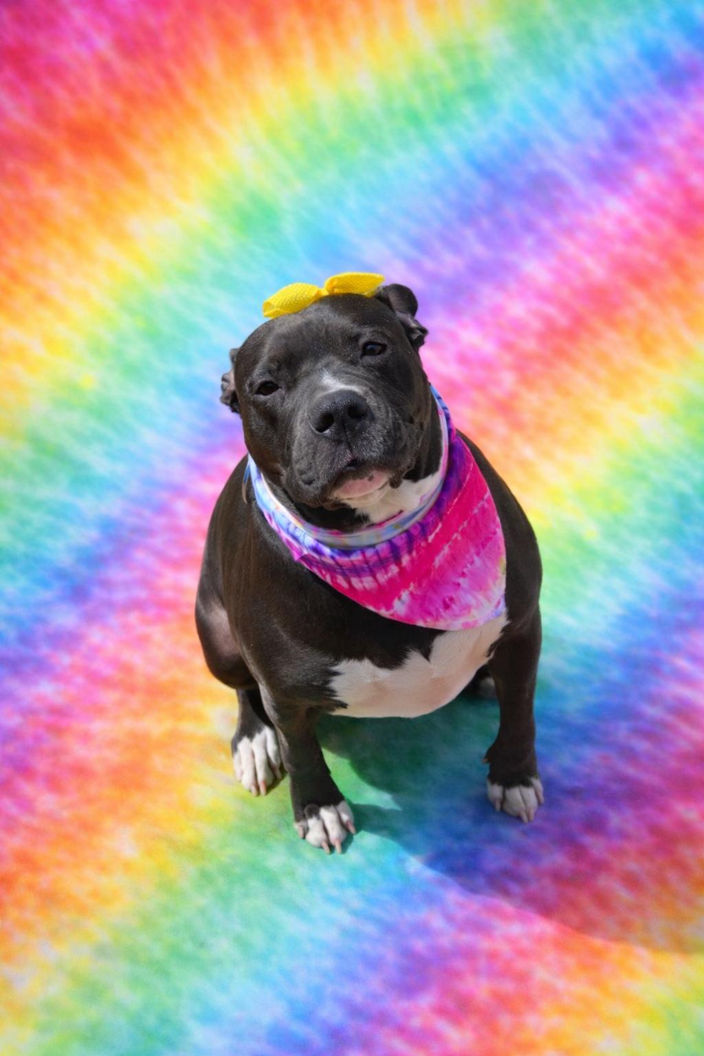 Enlarge Jaimie, an adopted Staffordshire Bull Terrier in georgetown, KY image 1/6