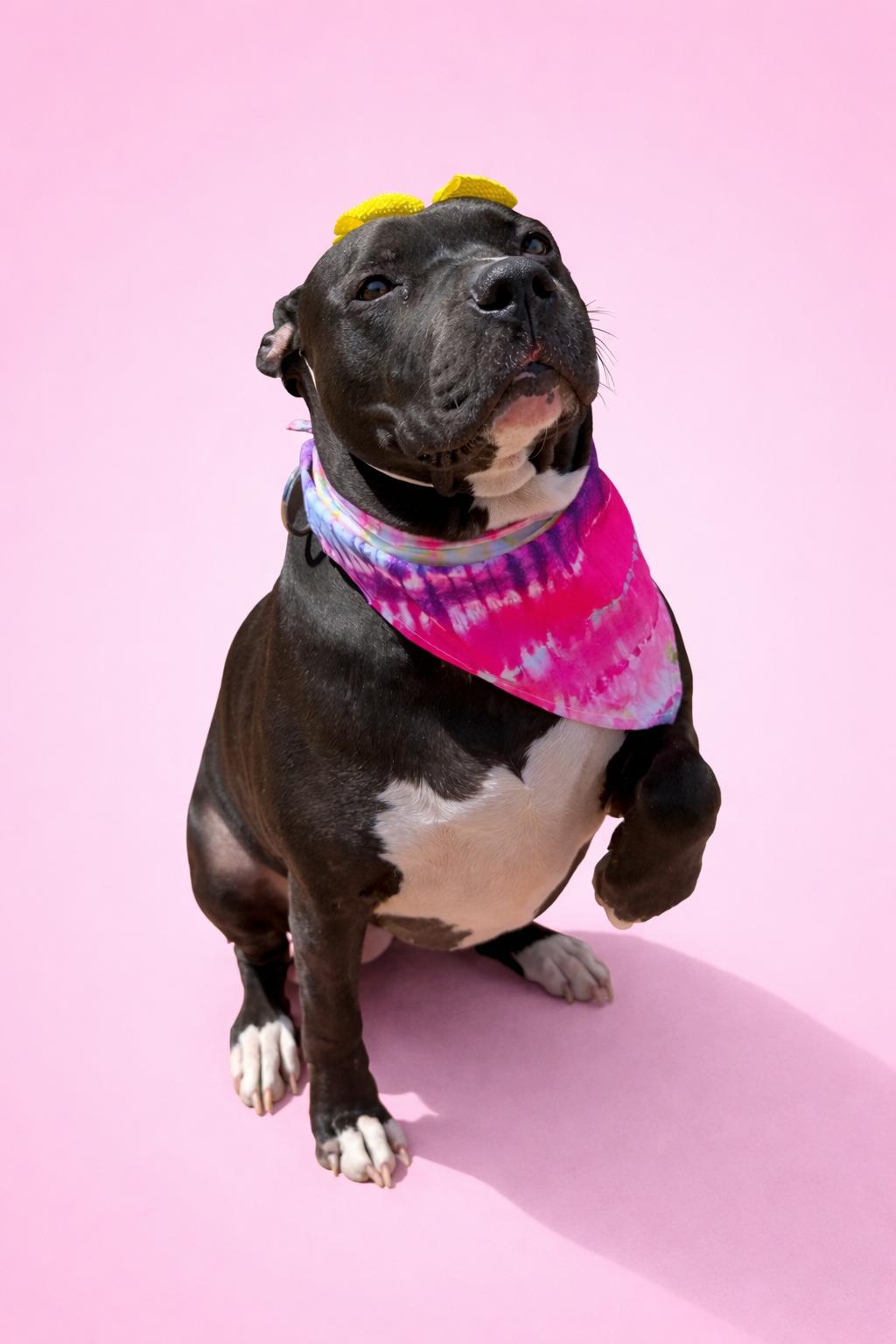 Enlarge Jaimie, an adopted Staffordshire Bull Terrier in georgetown, KY image 2/6