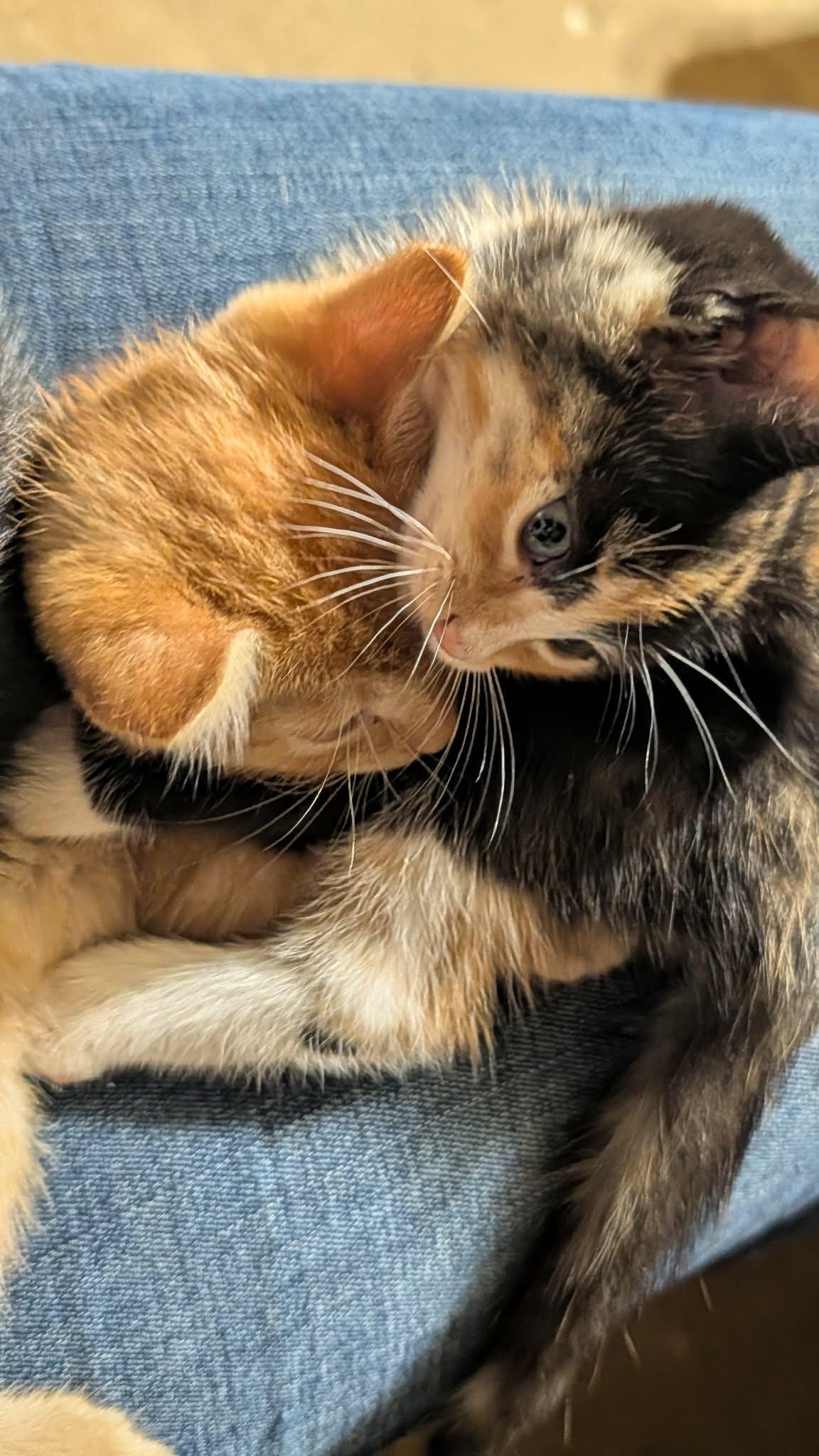 Enlarge August, a Adopted Domestic Short Hair in Milwaukee, WI image 3/4
