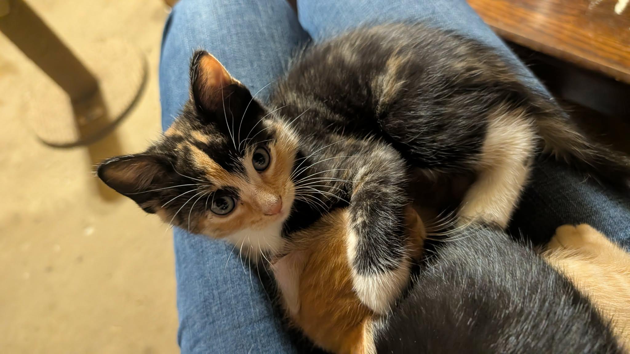 Enlarge August, a Adopted Domestic Short Hair in Milwaukee, WI image 2/4