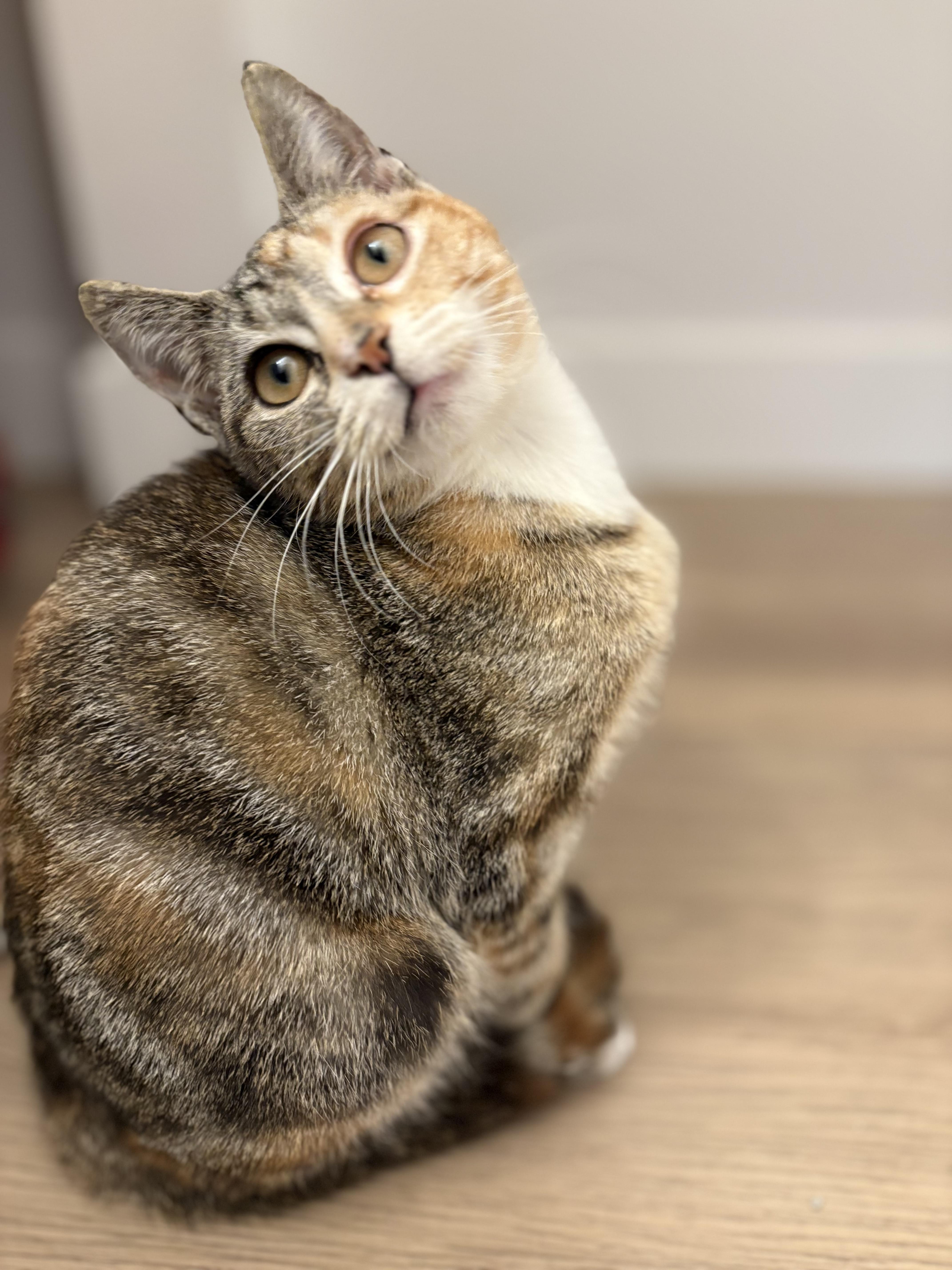 Enlarge Dolly, an adoptable mixed breed in Fort Collins, CO image 3/6