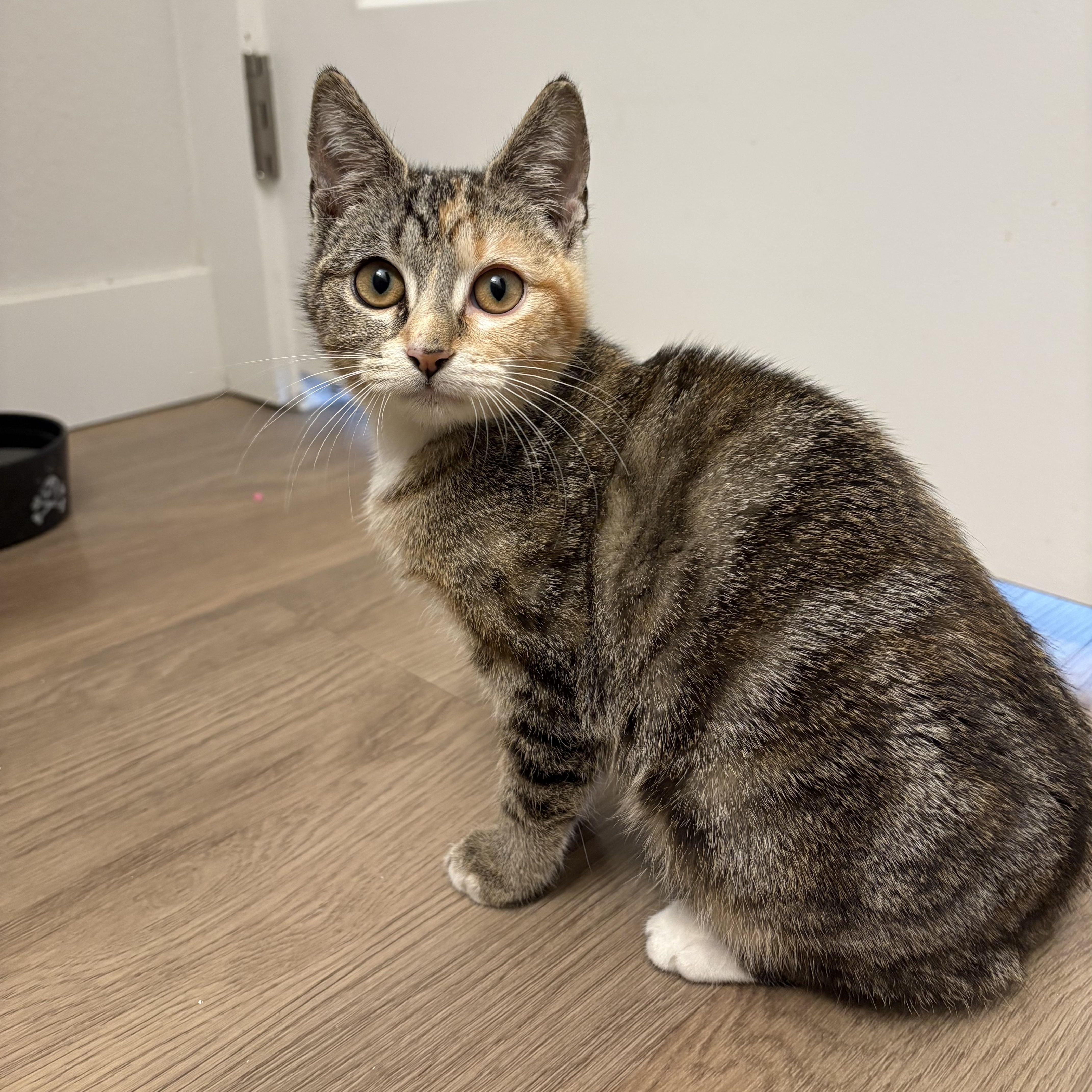 Enlarge Dolly, an adoptable mixed breed in Fort Collins, CO image 1/6