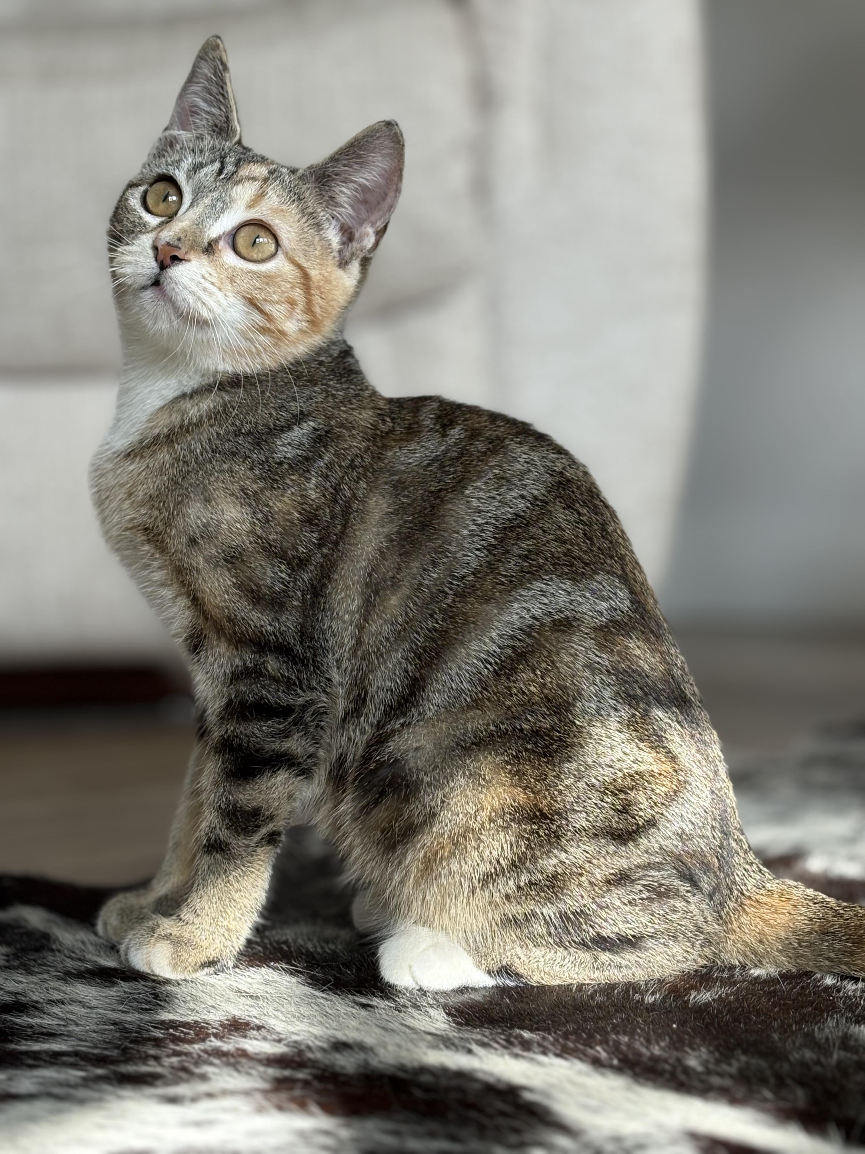 Enlarge Dolly, an adoptable mixed breed in Fort Collins, CO image 6/6