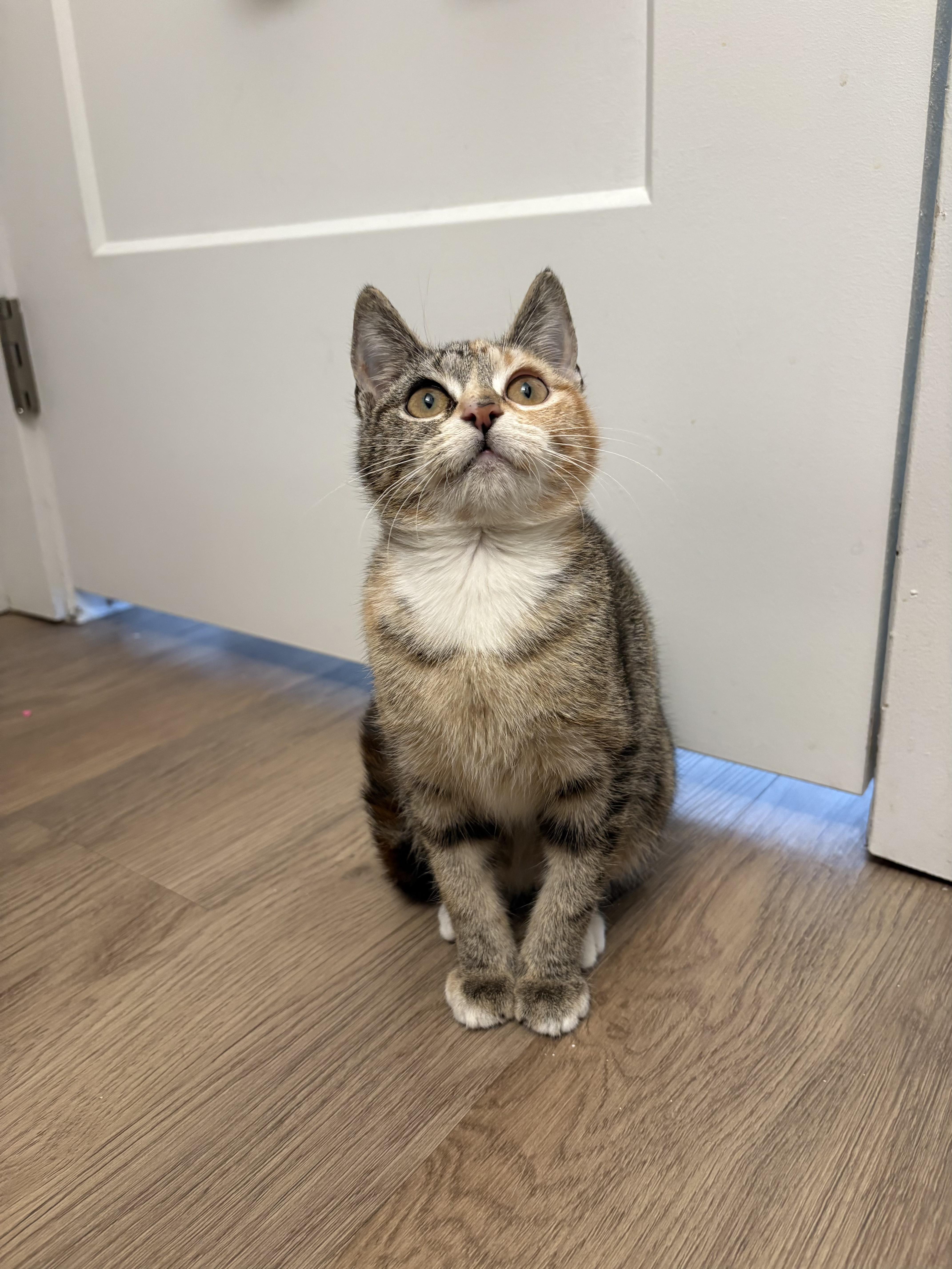 Enlarge Dolly, an adoptable mixed breed in Fort Collins, CO image 2/6