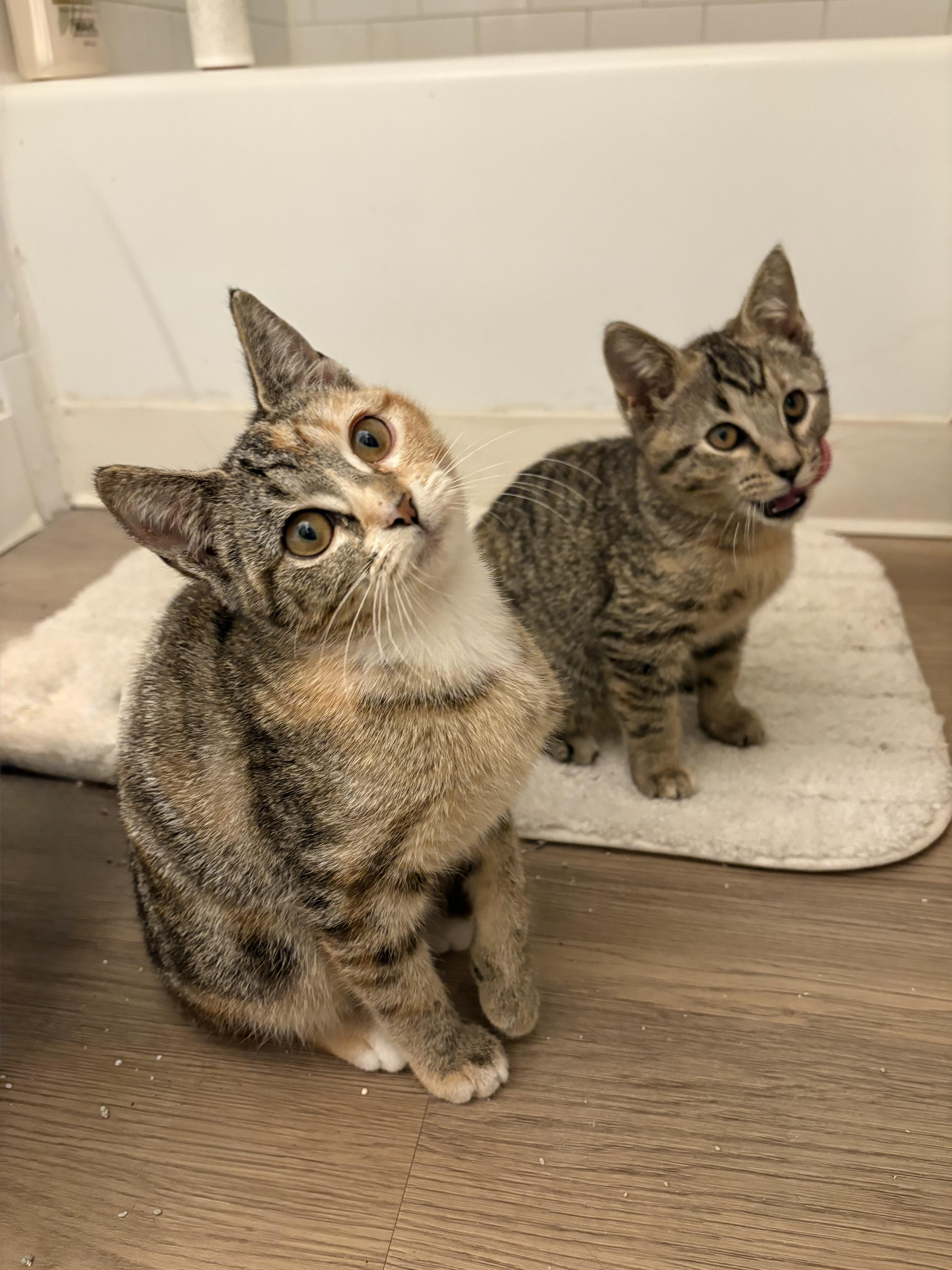 Enlarge Dolly, an adoptable mixed breed in Fort Collins, CO image 4/6