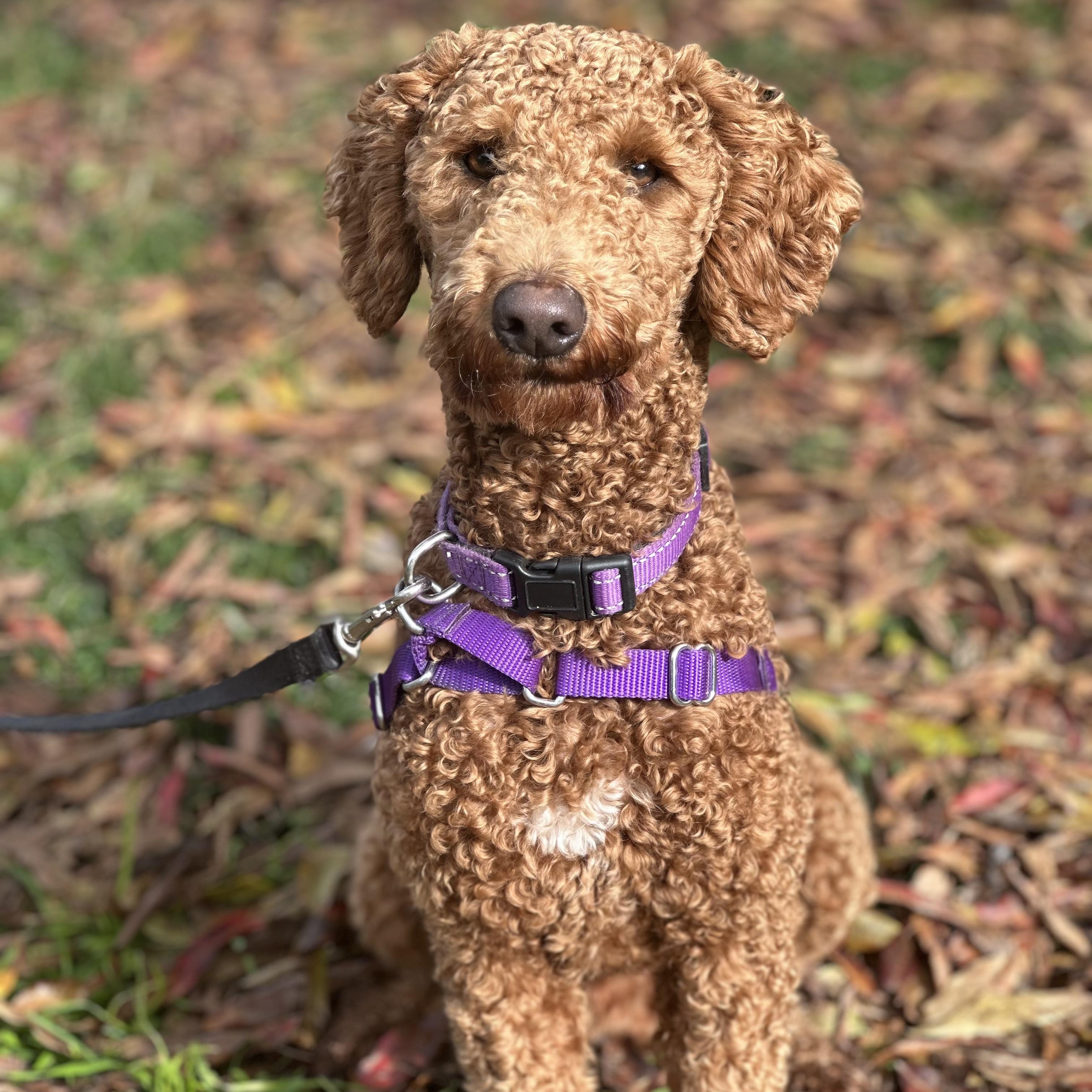 Teddy, ADOPTABLE, Young Male Poodle.