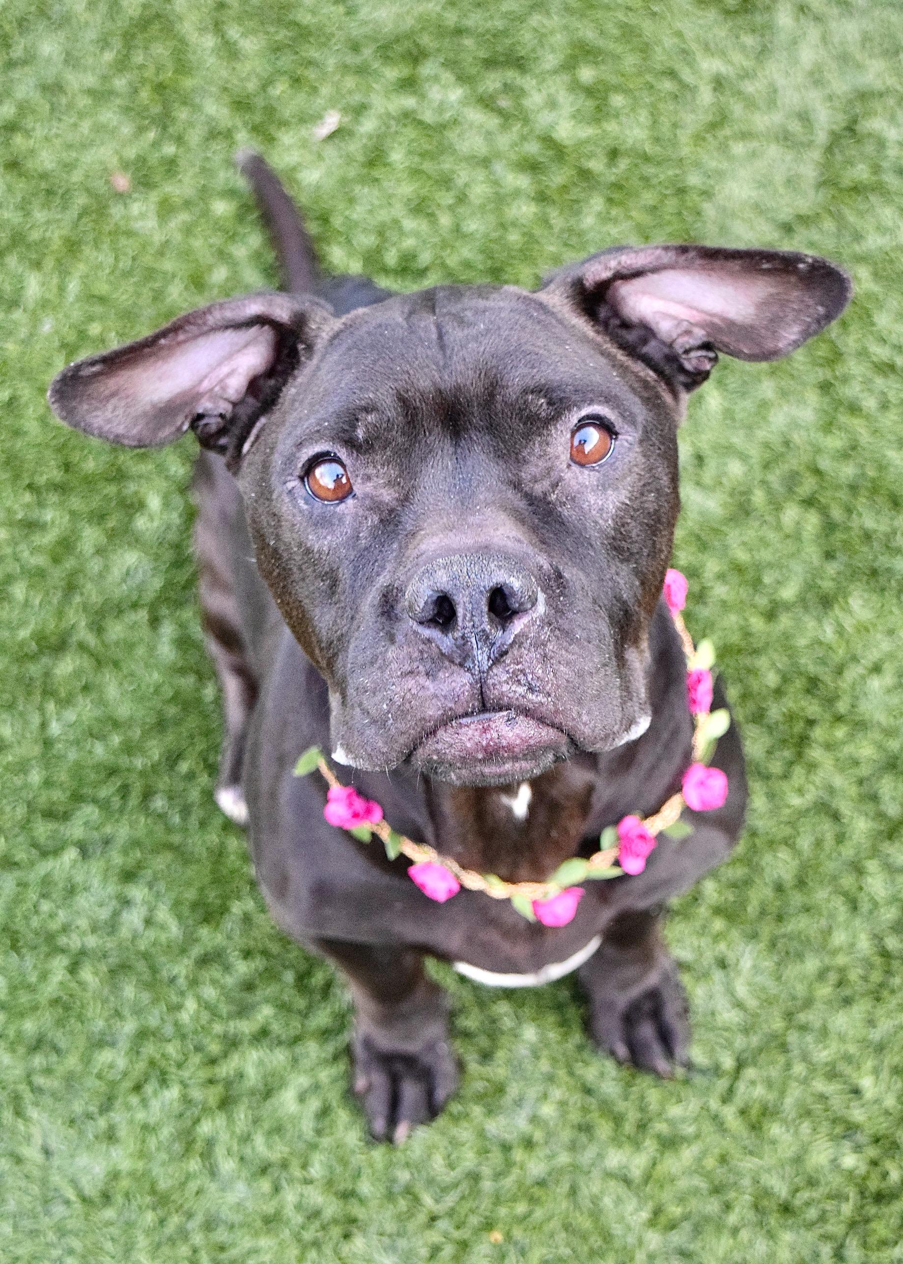 Enlarge Iris, a ADOPTABLE Pit Bull Terrier in Dublin, CA image 2/3