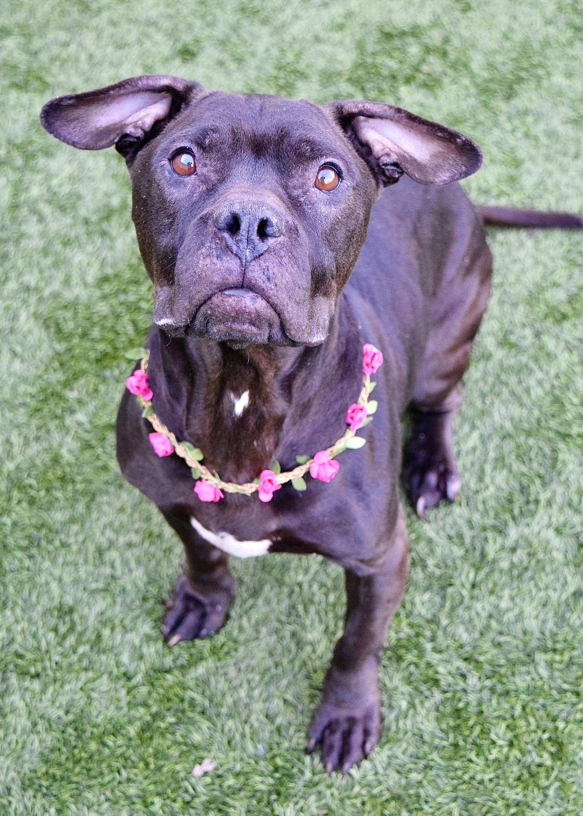 Enlarge Iris, a ADOPTABLE Pit Bull Terrier in Dublin, CA image 3/3