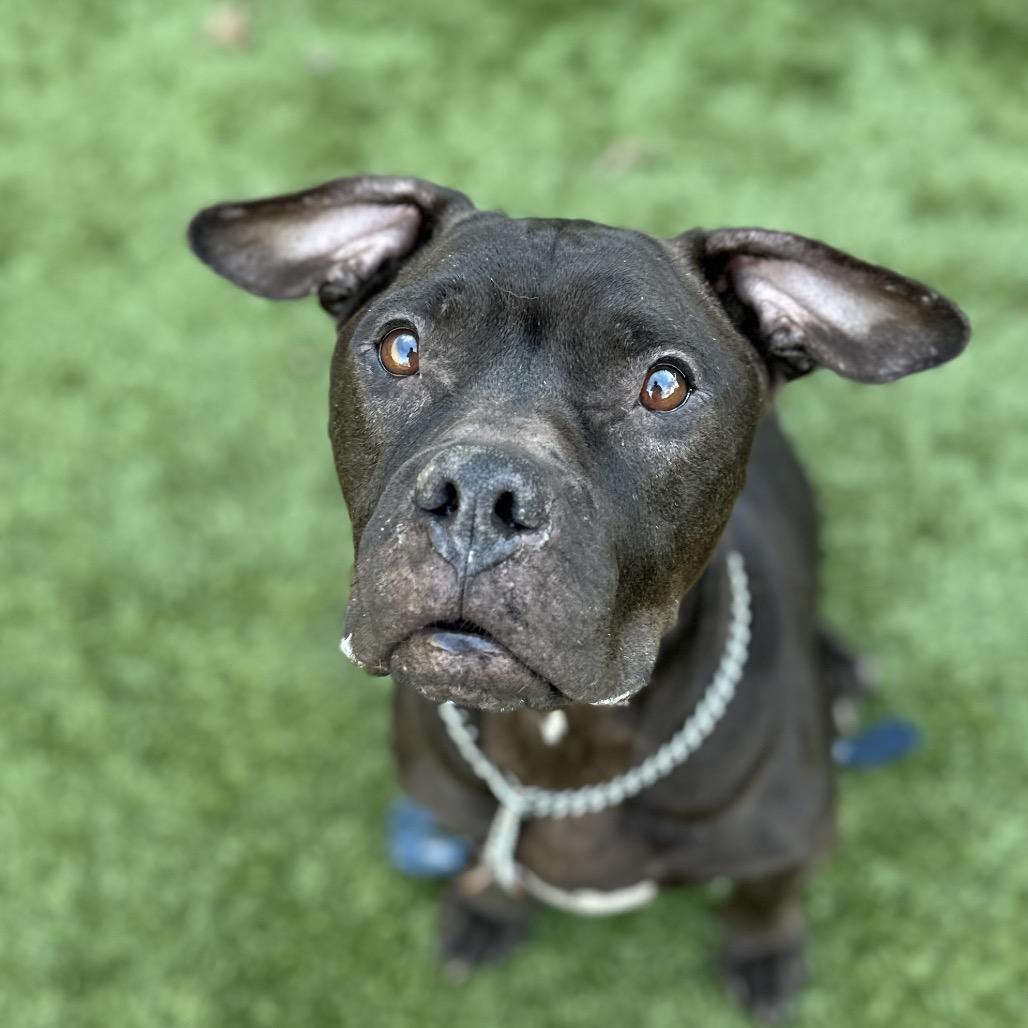 Iris, a ADOPTABLE Pit Bull Terrier in Dublin, CA image 5/6