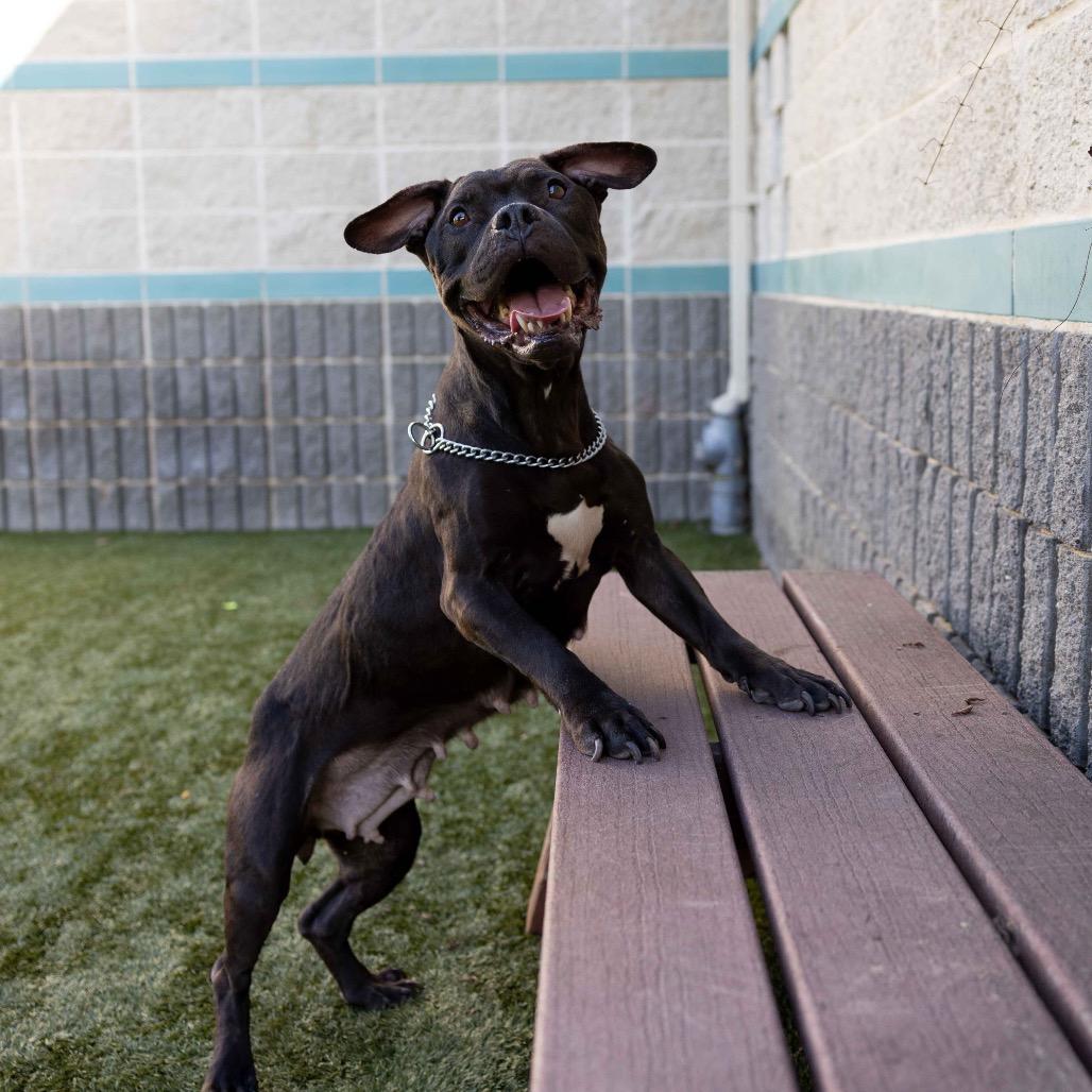 Iris, a ADOPTABLE Pit Bull Terrier in Dublin, CA image 6/6