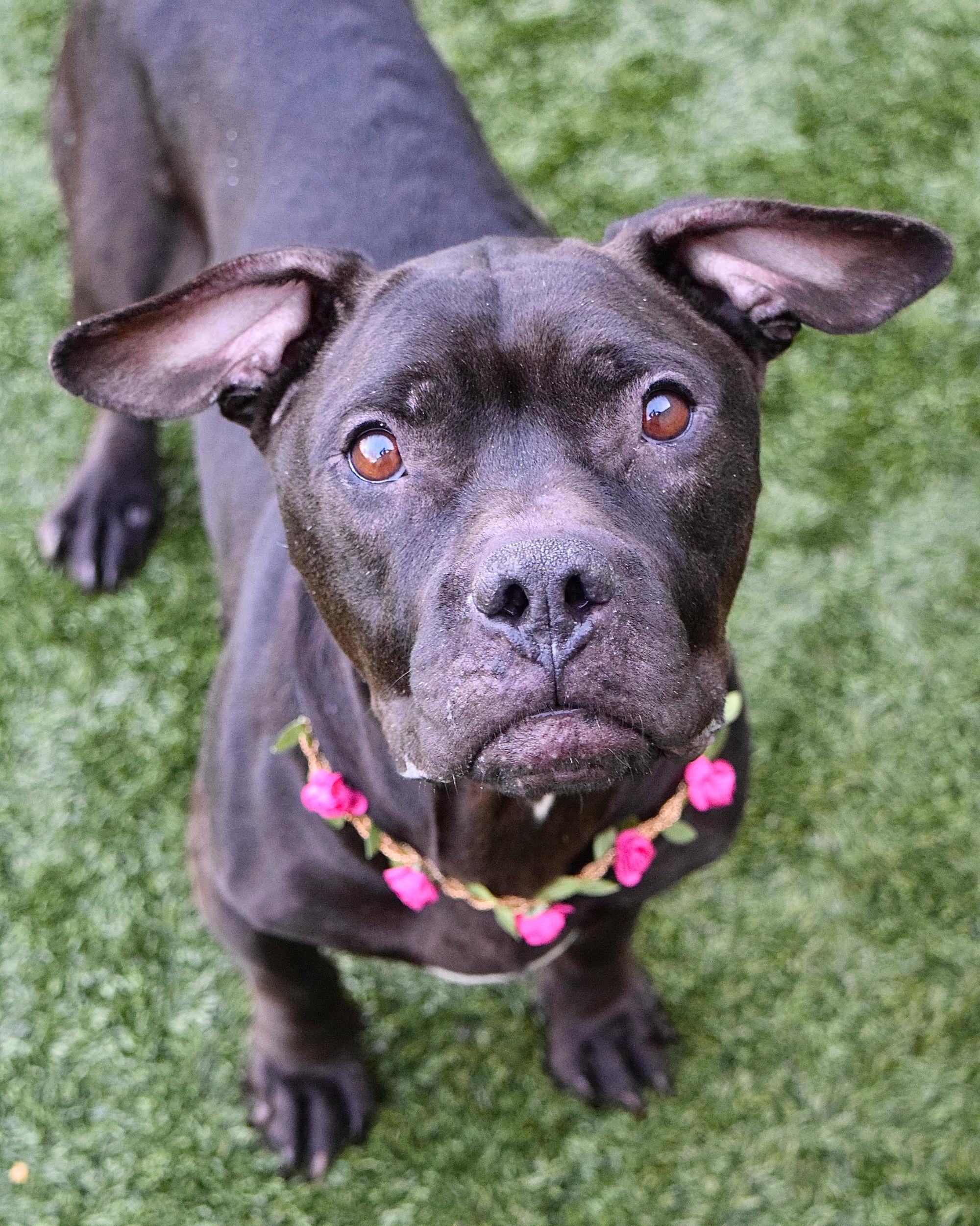 Iris, ADOPTABLE, Young Female Pit Bull Terrier.