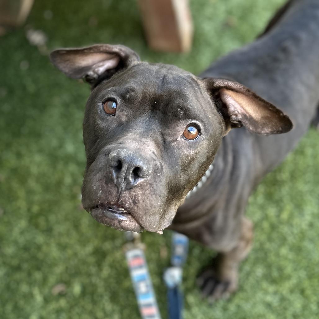 Iris, a ADOPTABLE Pit Bull Terrier in Dublin, CA image 3/6