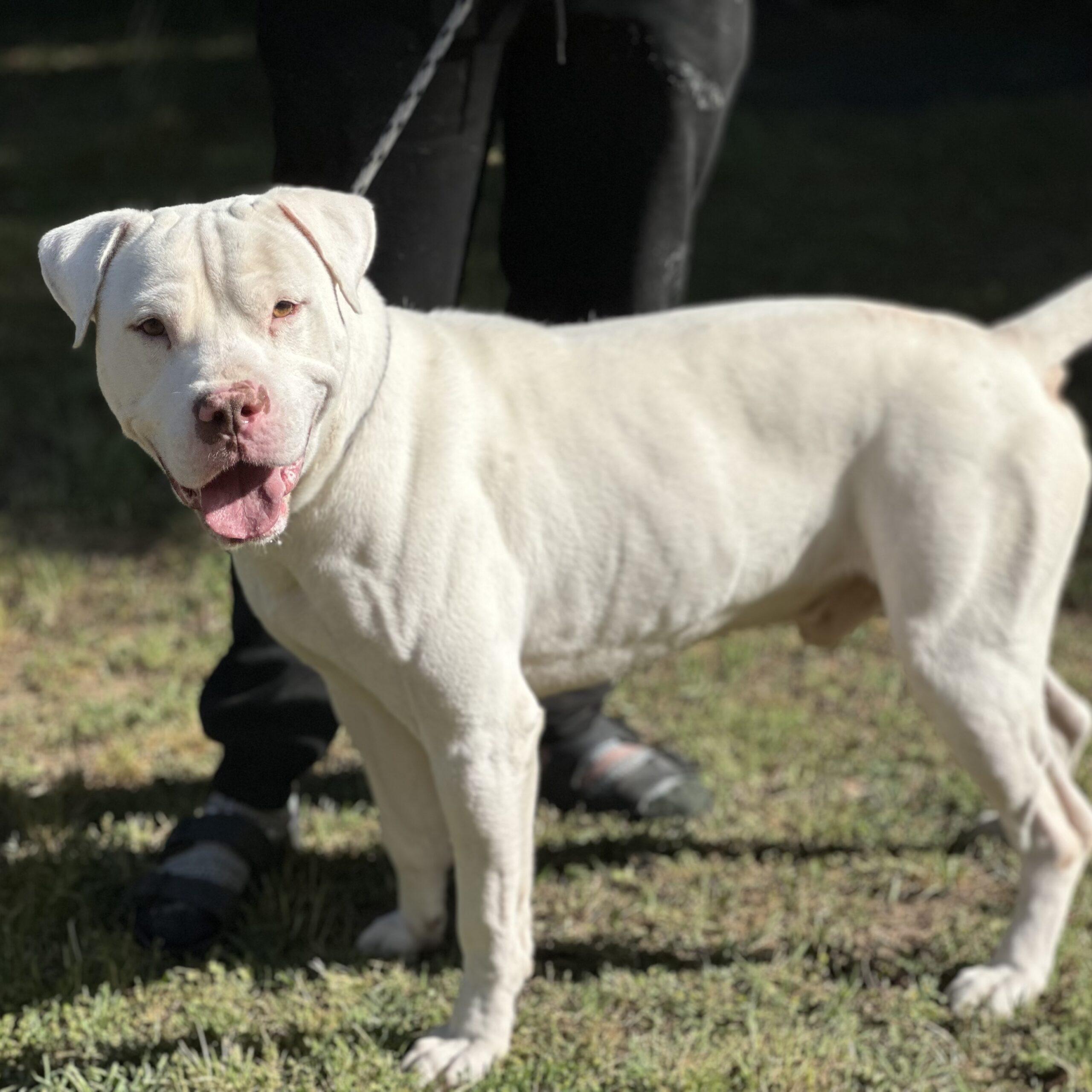 Enlarge Max, a Adoptable mixed breed in Brooklyn, NY image 6/6