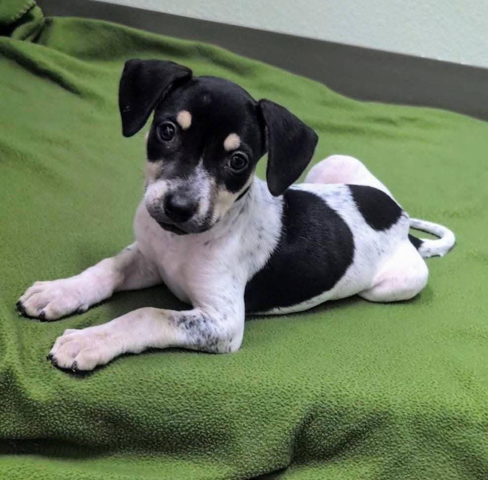 Rosy Rat Terrier Dog