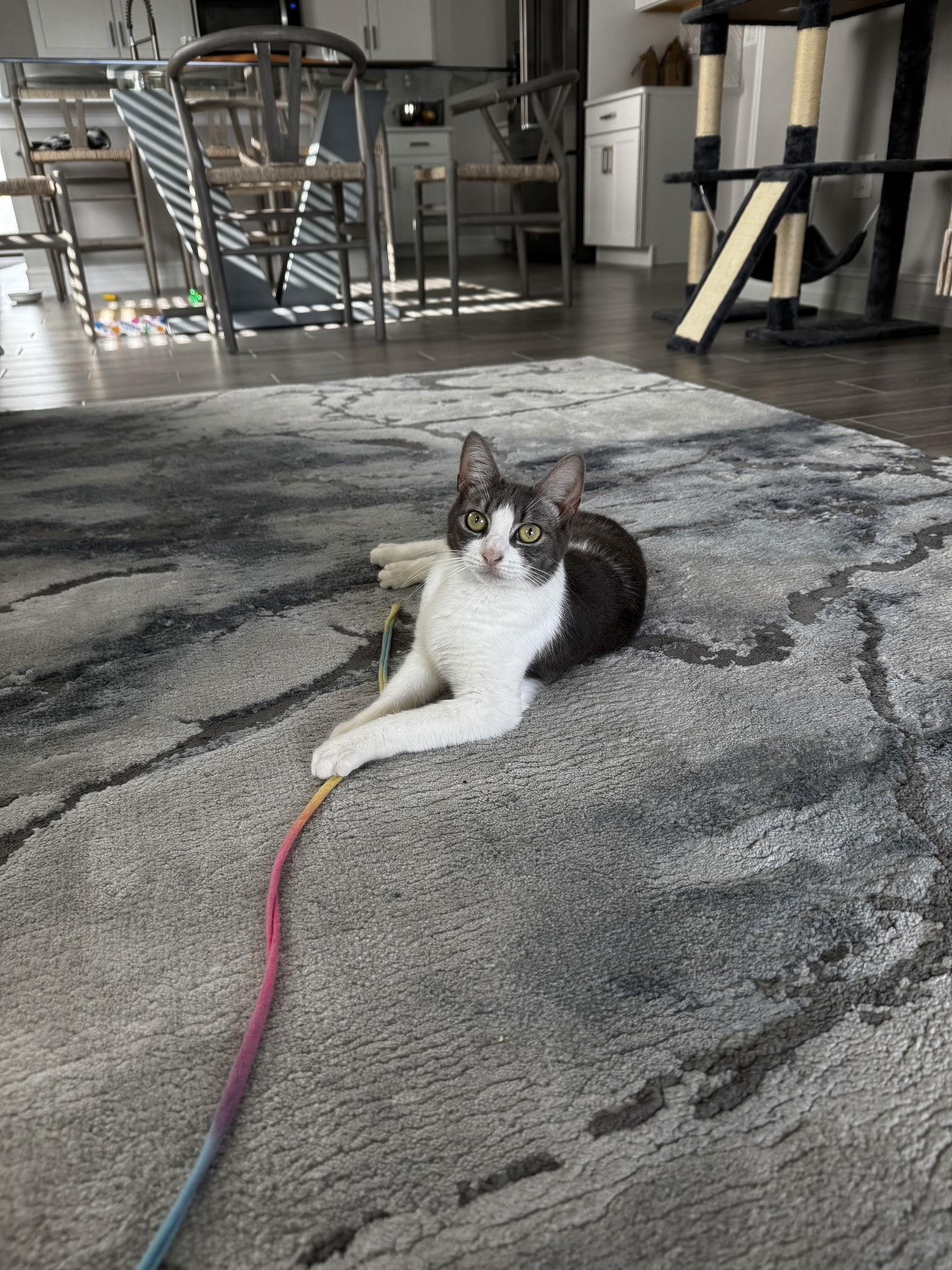 Enlarge Kia, a Adoptable Domestic Short Hair in Naples, FL image 2/2