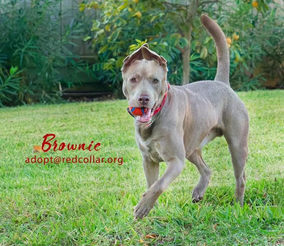 Brownie, Adoptable, Adult Male Weimaraner & Staffordshire Bull Terrier.