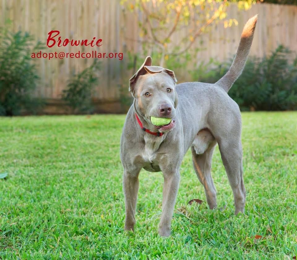 Brownie, a Adoptable mixed breed in Houston, TX image 2/5