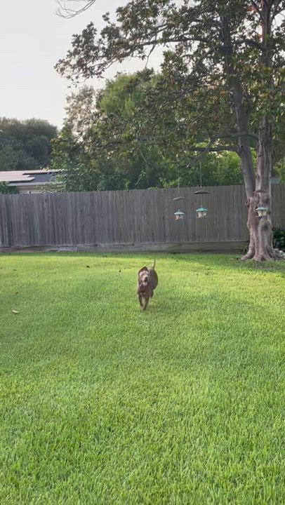 Enlarge Brownie, a Adoptable mixed breed in Houston, TX video 5/5