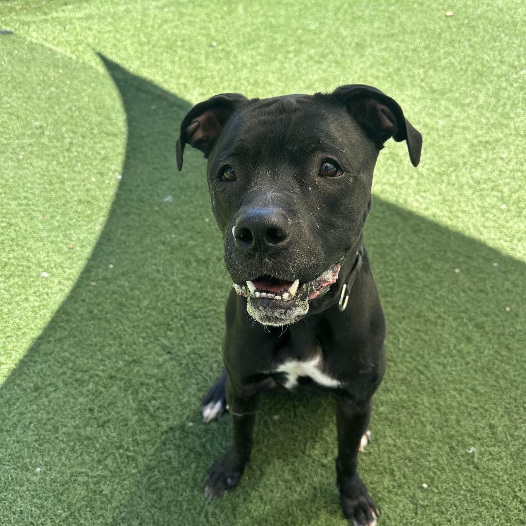Gibbs, Adoptable, Adult Male Boxer & Mixed Breed.