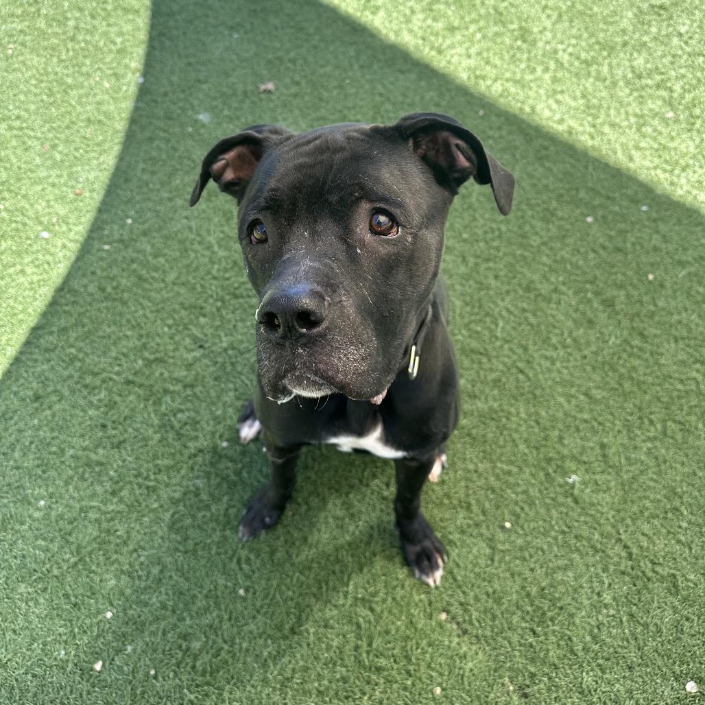 Enlarge Gibbs, a Adoptable mixed breed in Batavia, OH image 2/6