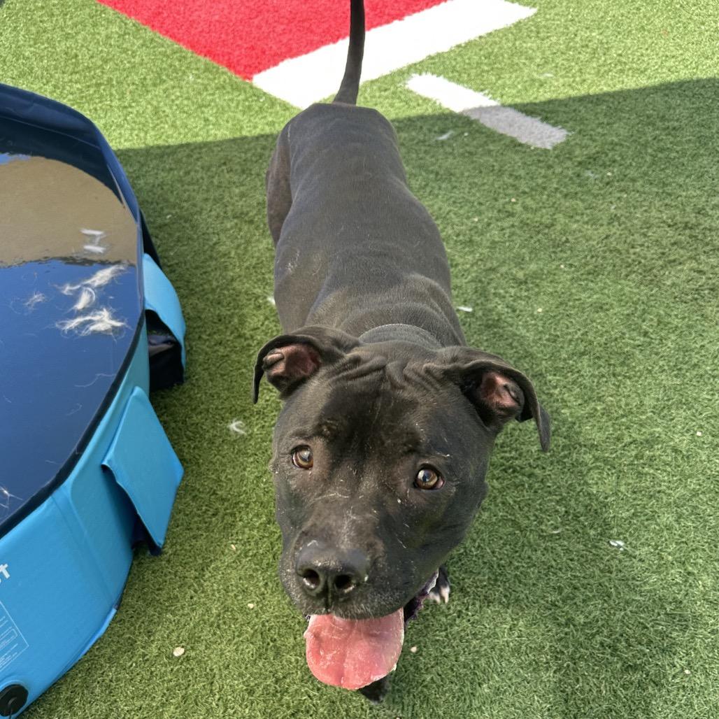 Enlarge Gibbs, a Adoptable mixed breed in Batavia, OH image 3/6