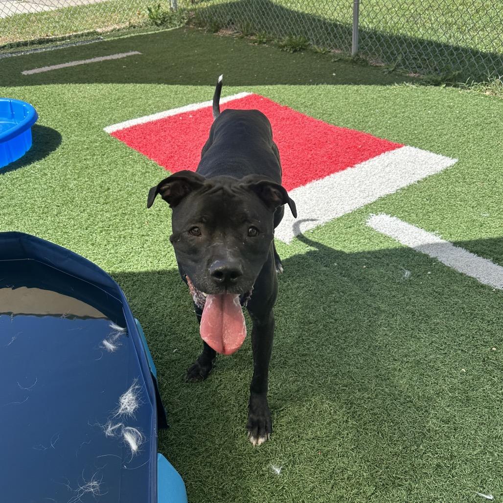 Enlarge Gibbs, a Adoptable mixed breed in Batavia, OH image 4/6