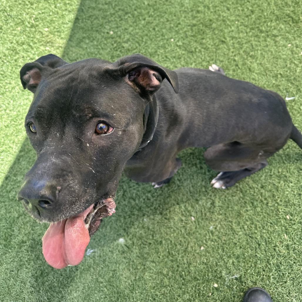 Enlarge Gibbs, a Adoptable mixed breed in Batavia, OH image 5/6