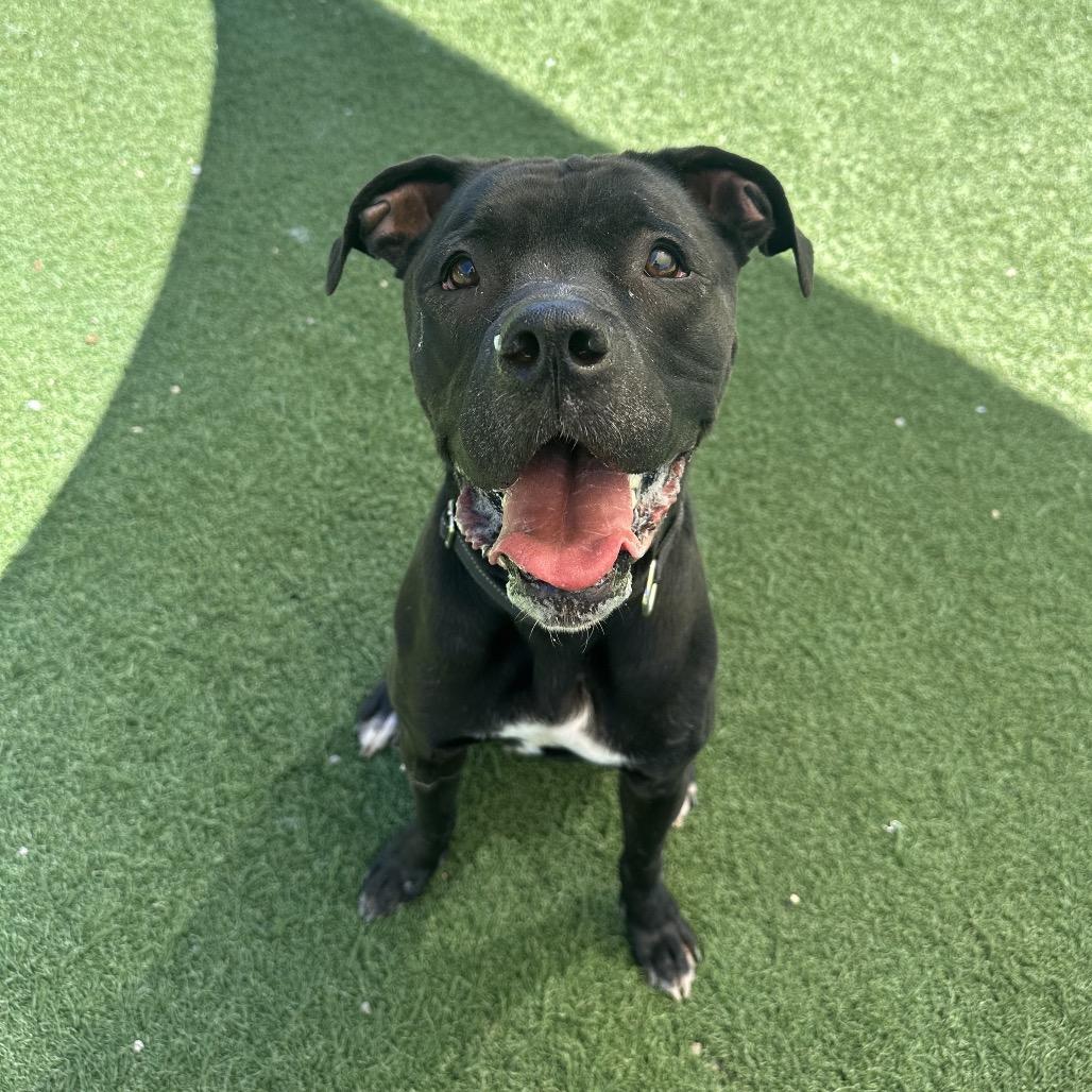 Gibbs, Adoptable, Adult Male Boxer & Mixed Breed.