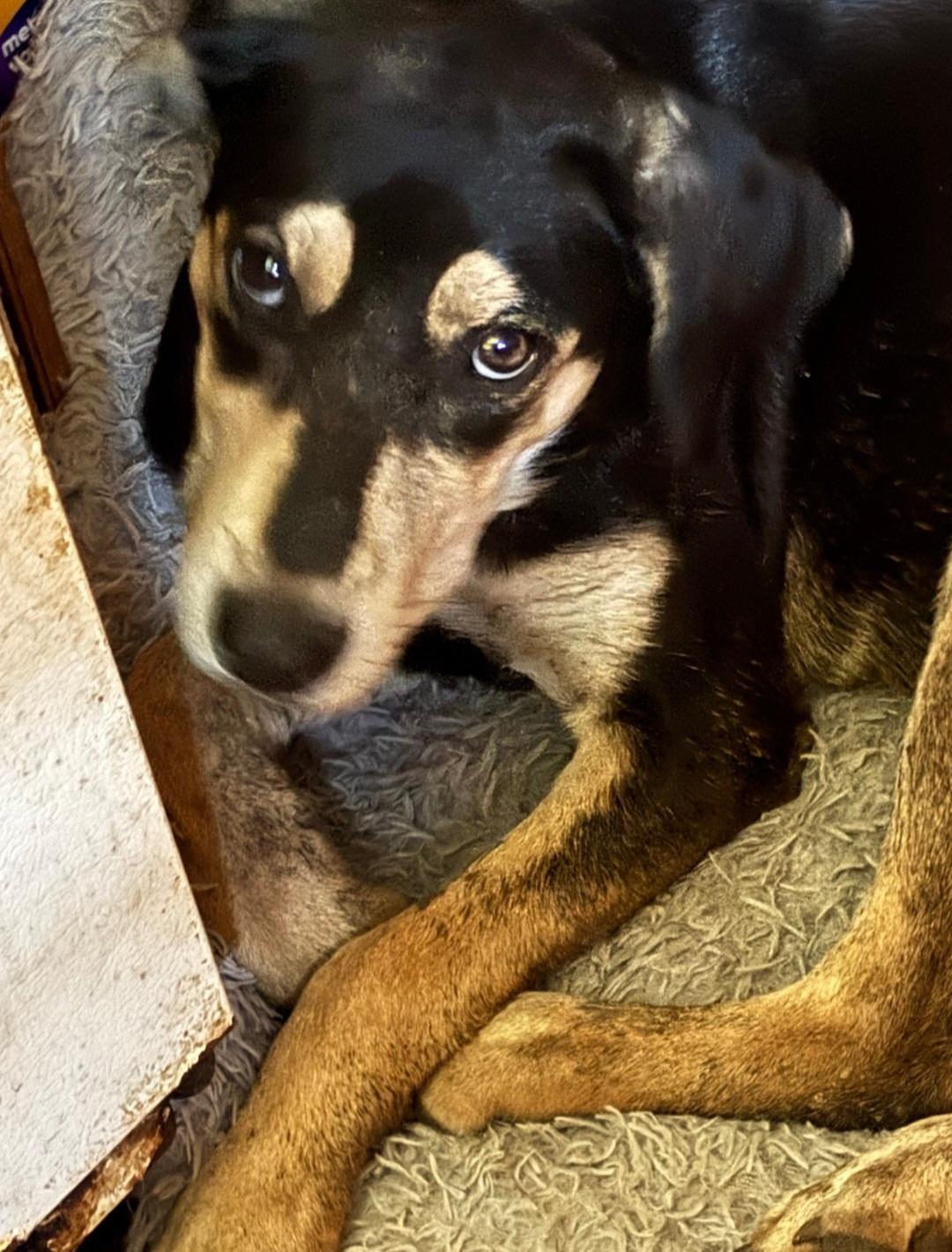 Enlarge North, a Adoptable mixed breed in Marengo, IL image 2/3
