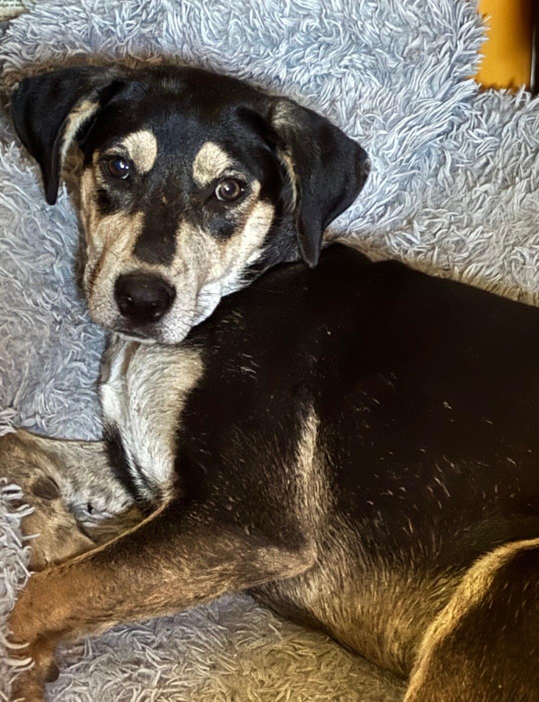 North, Adoptable, Puppy Female Dachshund & Miniature Pinscher.