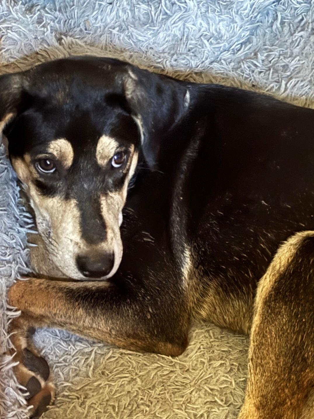 Enlarge North, a Adoptable mixed breed in Marengo, IL image 3/3