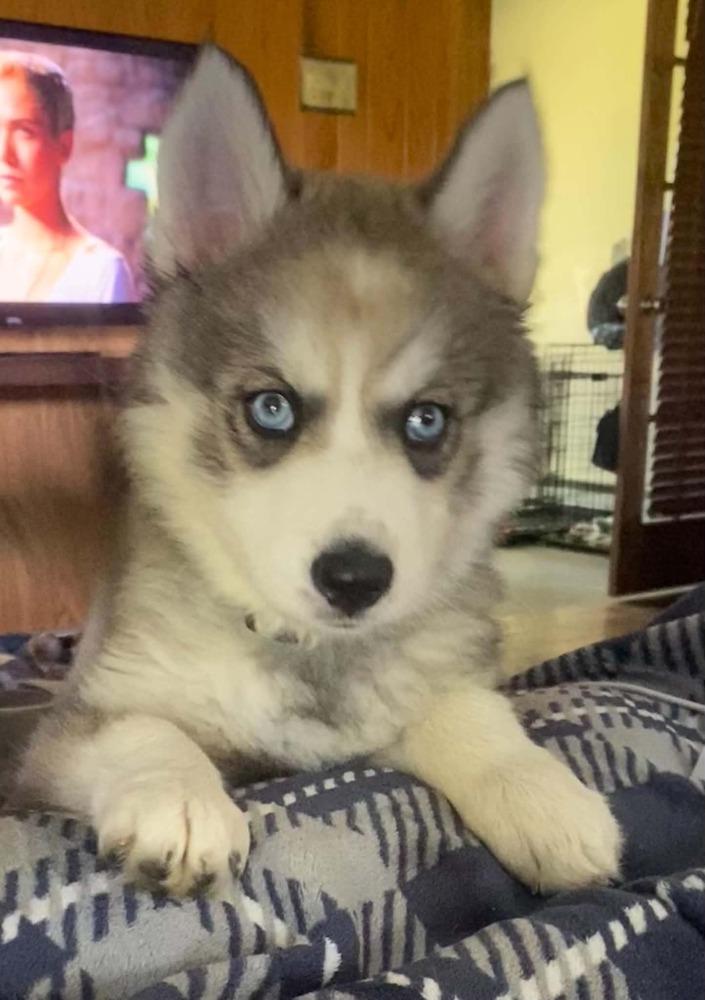 Enlarge Atlas, a Adoptable Siberian Husky in harrison city, PA image 2/6