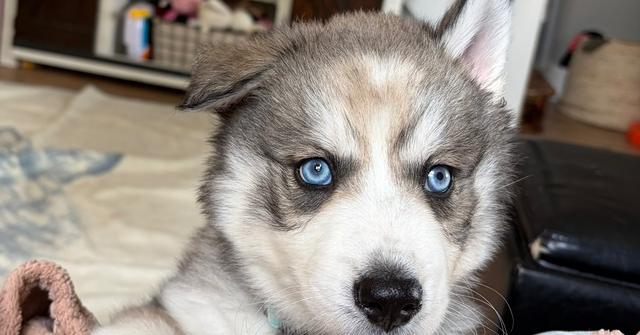 Enlarge Atlas, a Adoptable Siberian Husky in harrison city, PA image 4/6