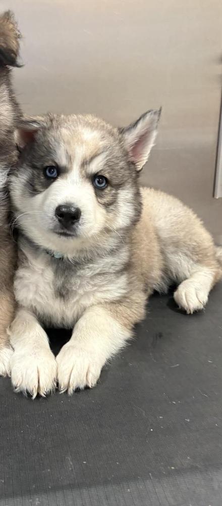 Enlarge Atlas, a Adoptable Siberian Husky in harrison city, PA image 5/6