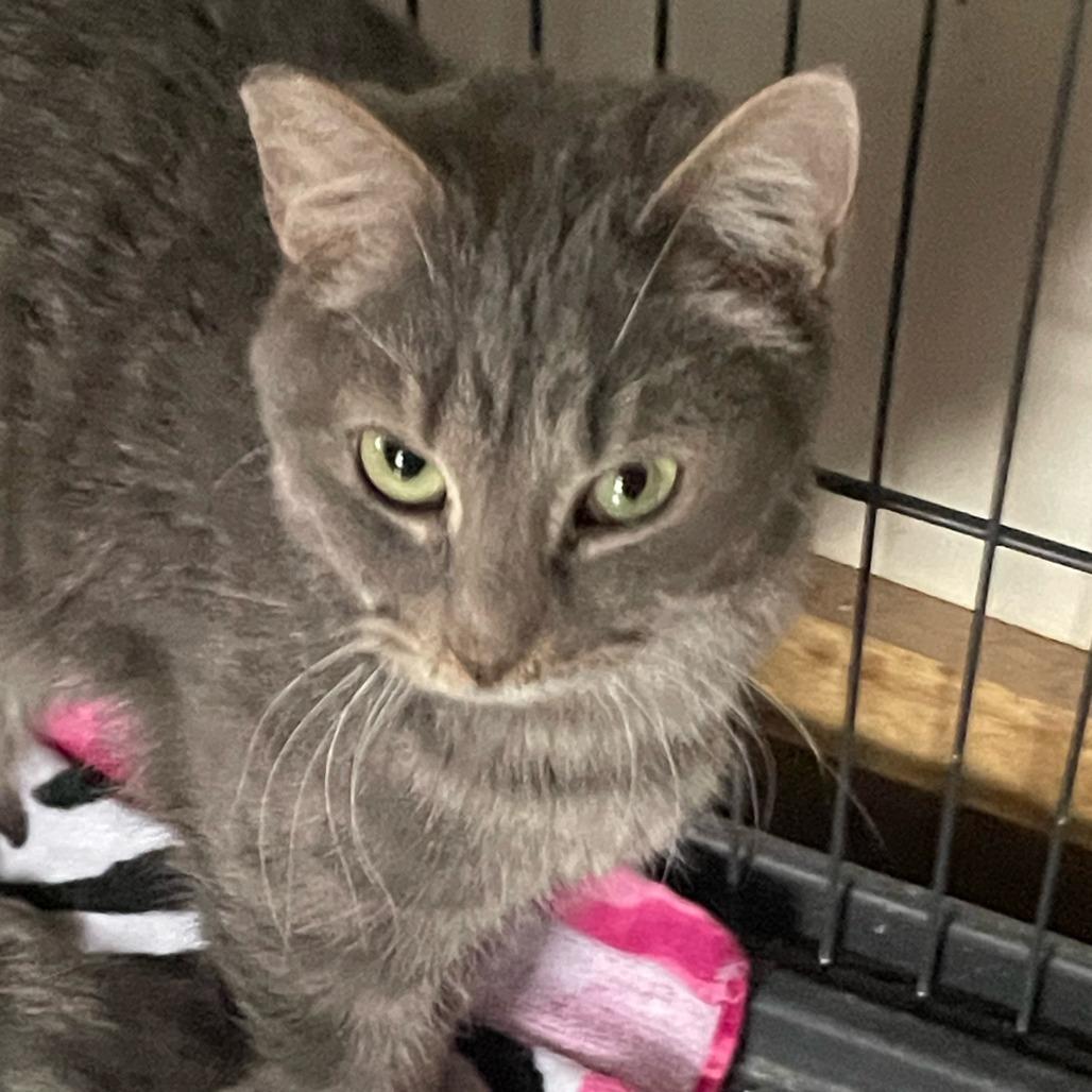 Enlarge Stoney Miller, a Adoptable Domestic Short Hair in Woodstock, VA image 1/1