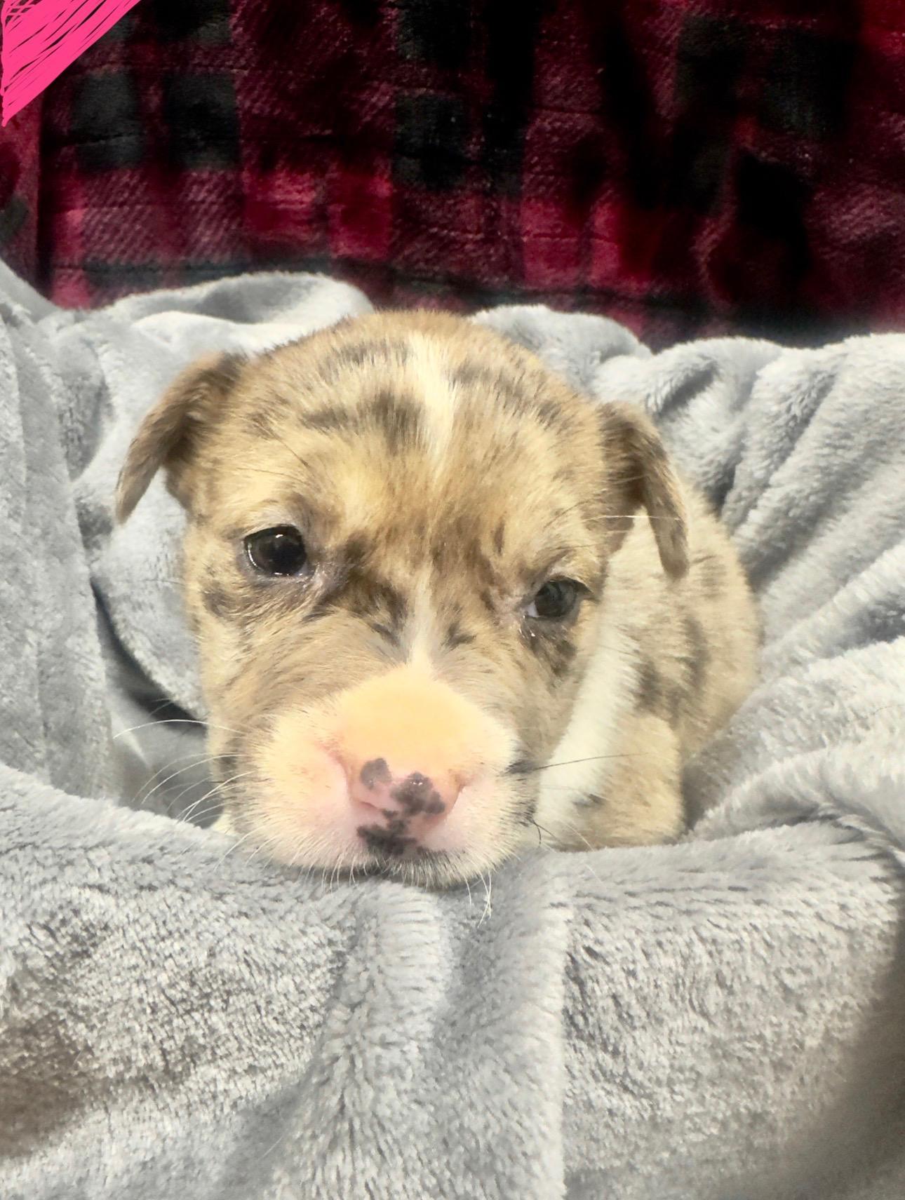 Domino, ADOPTABLE, Puppy Female Catahoula Leopard Dog.