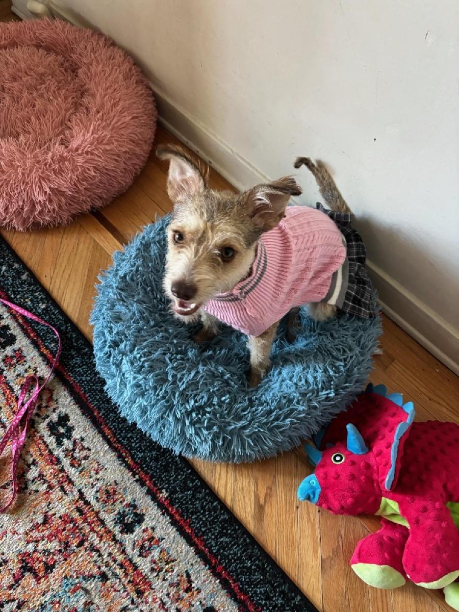 Enlarge Honey Maple, a Adopted mixed breed in Post Falls, ID image 1/6