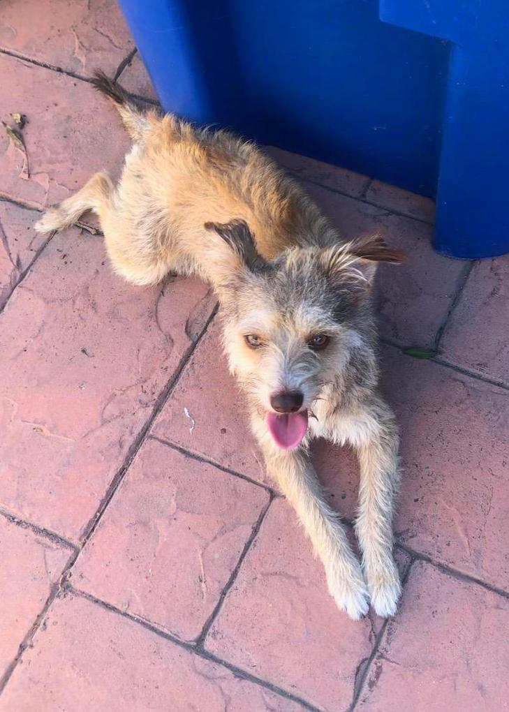 Enlarge Honey Maple, a Adopted mixed breed in Post Falls, ID image 2/6