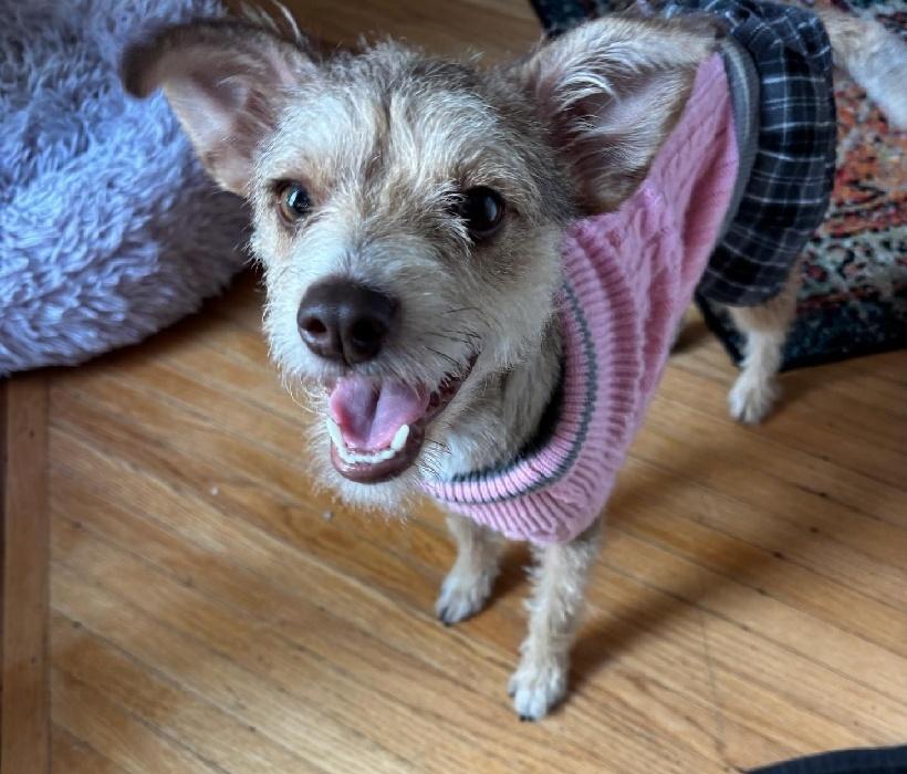 Honey Maple, Adopted, Young Female Yorkshire Terrier & Terrier.