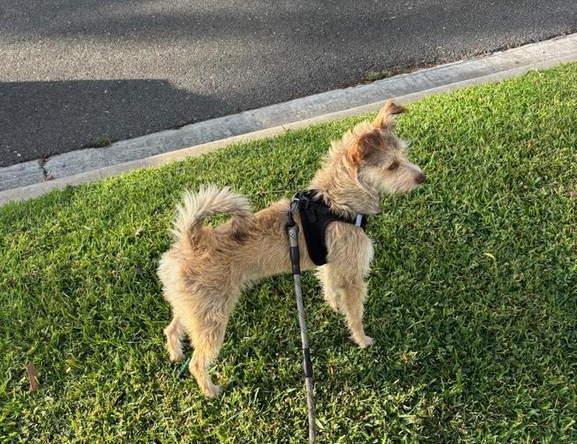 Enlarge Honey Maple, a Adopted mixed breed in Post Falls, ID image 3/6