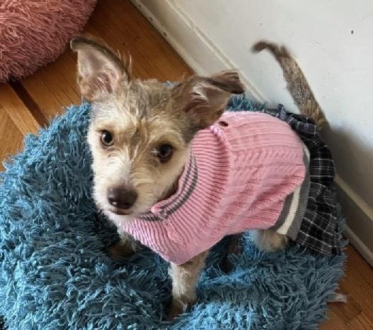 Enlarge Honey Maple, a Adopted mixed breed in Post Falls, ID image 6/6