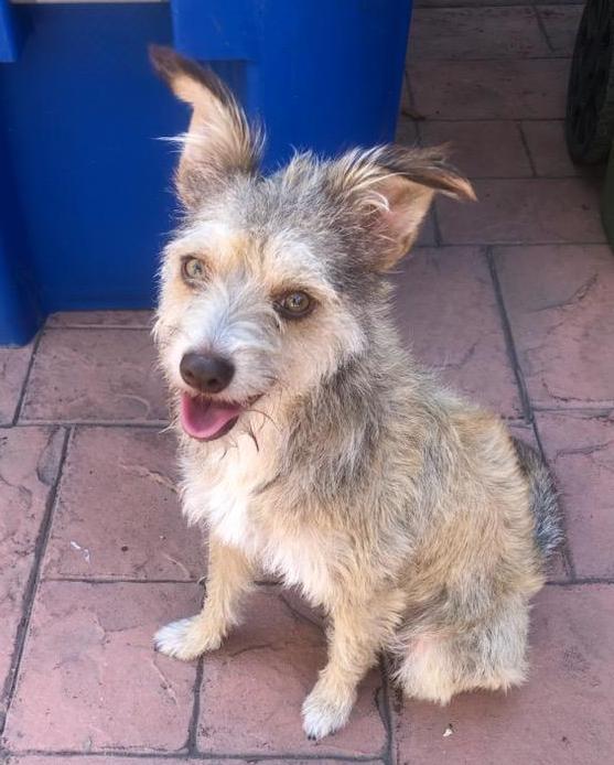 Enlarge Honey Maple, a Adopted mixed breed in Post Falls, ID image 4/6