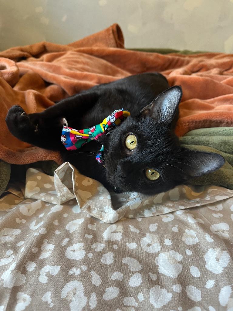 Raisin — thumbnail 2