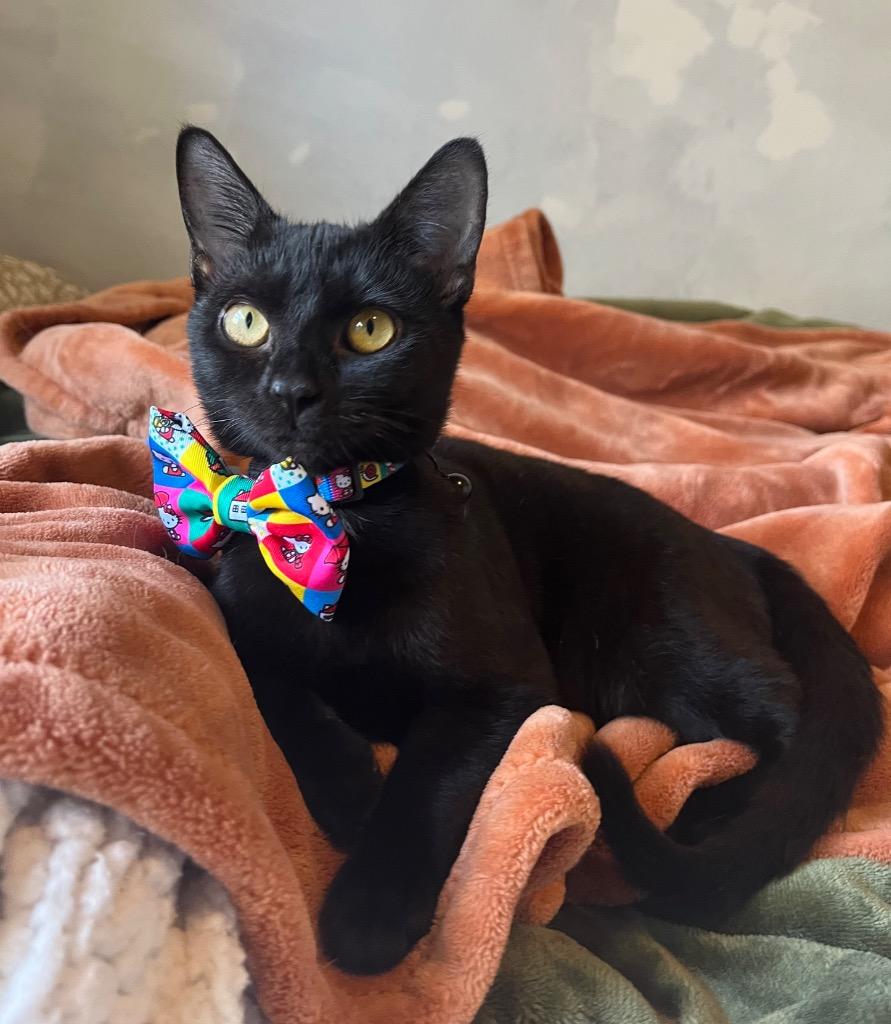 Raisin — thumbnail 3