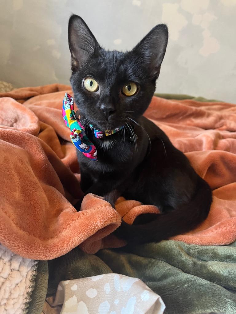 Raisin — thumbnail 4